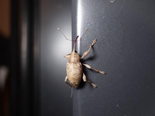Curculio elephas